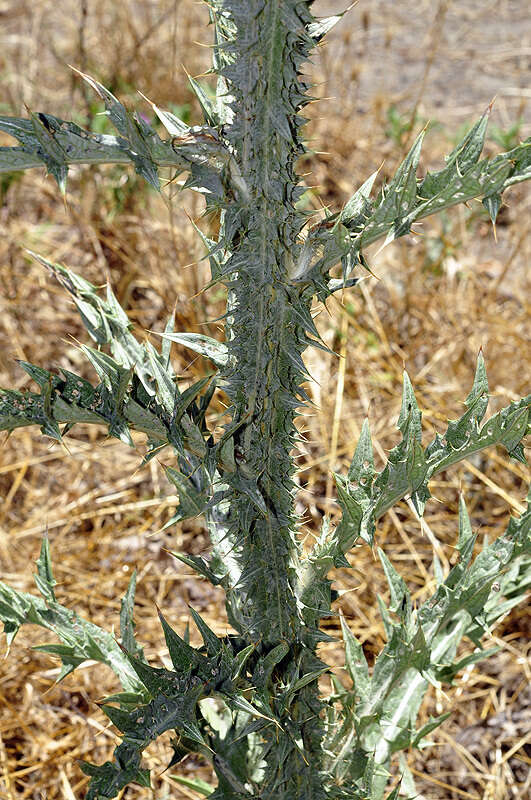 Image of Onopordum illyricum subsp. illyricum