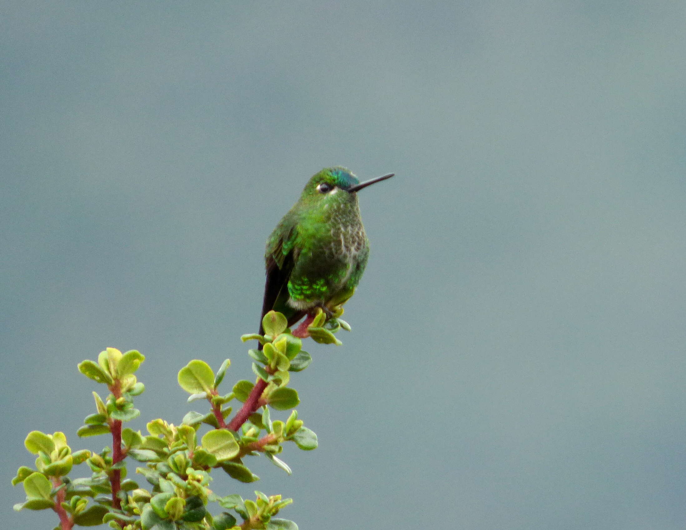 Image of Black-thighed Puffleg