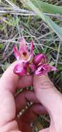 Image of Anacamptis papilionacea subsp. grandiflora (Boiss.) Kreutz