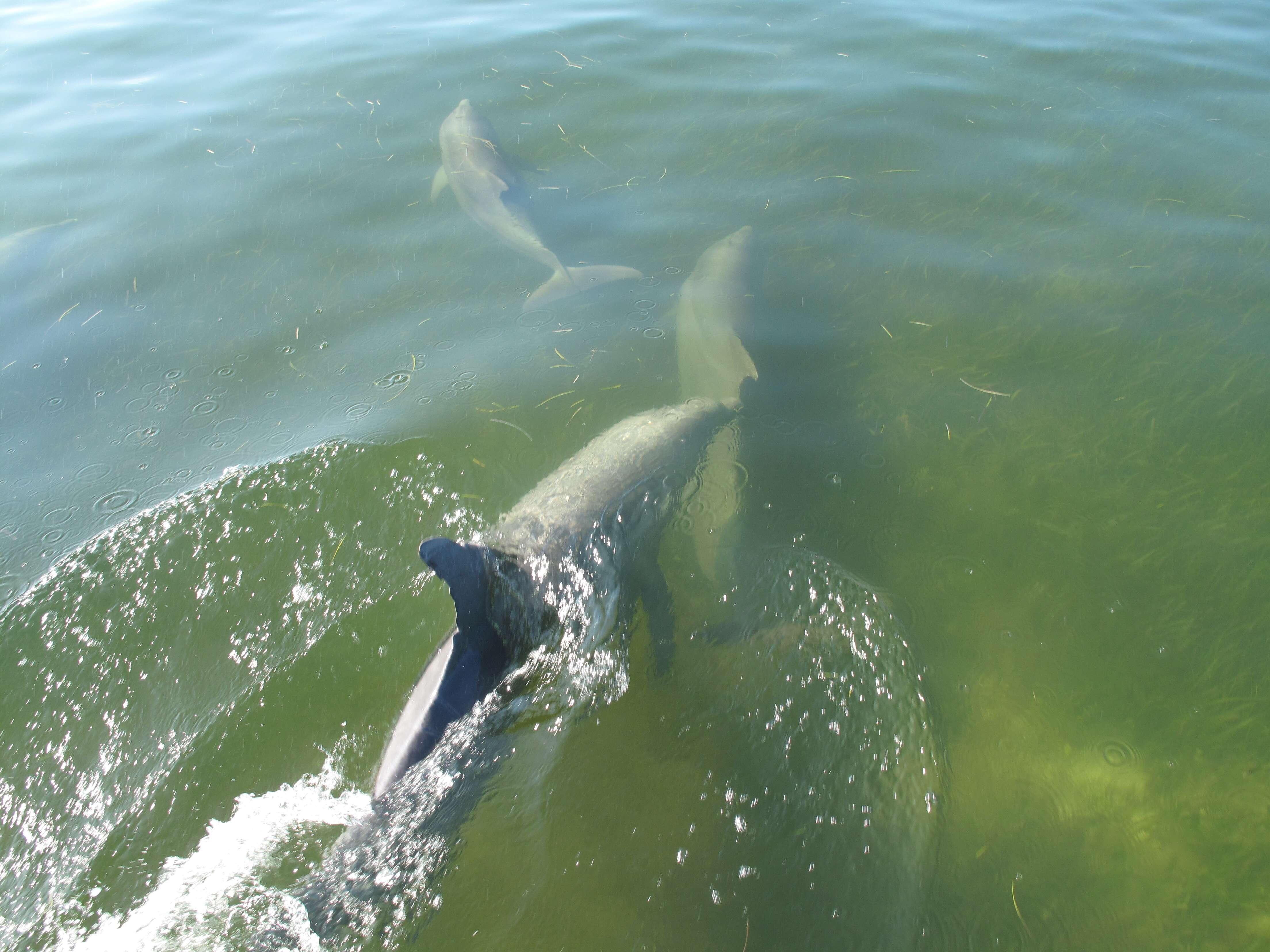 Image of Bottlenose Dolphin