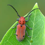 Sivun Tetraopes quinquemaculatus Haldeman 1847 kuva