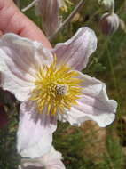 Image of Clematis villosa DC.