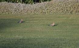 Image of Eurasian Hoopoe