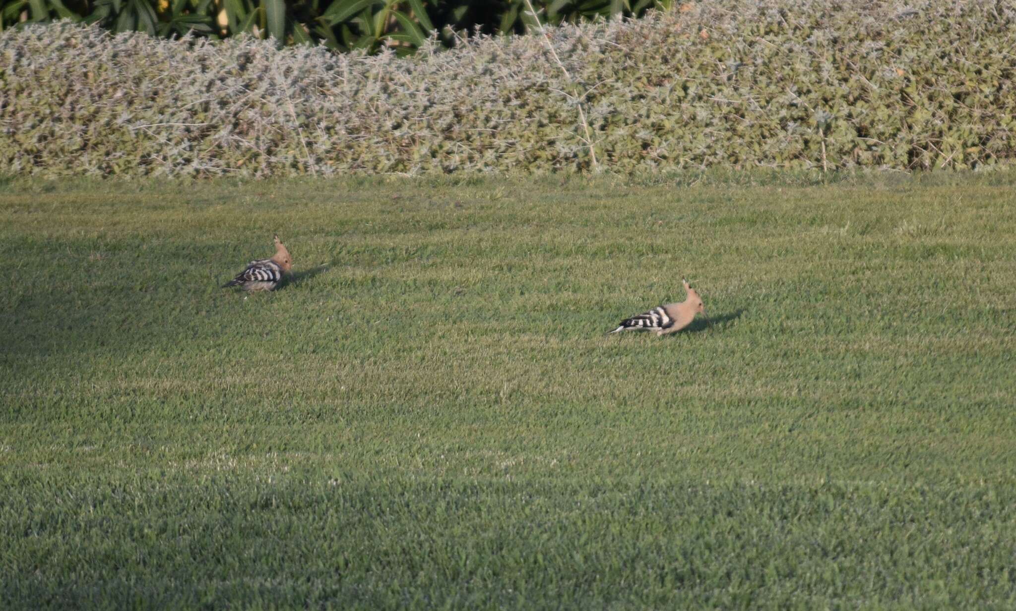 Image of Eurasian Hoopoe