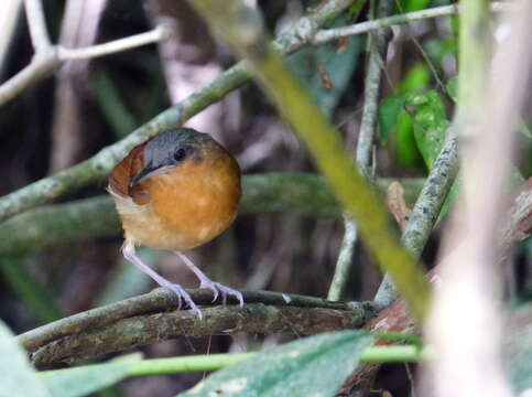 Image of White-bellied Antbird