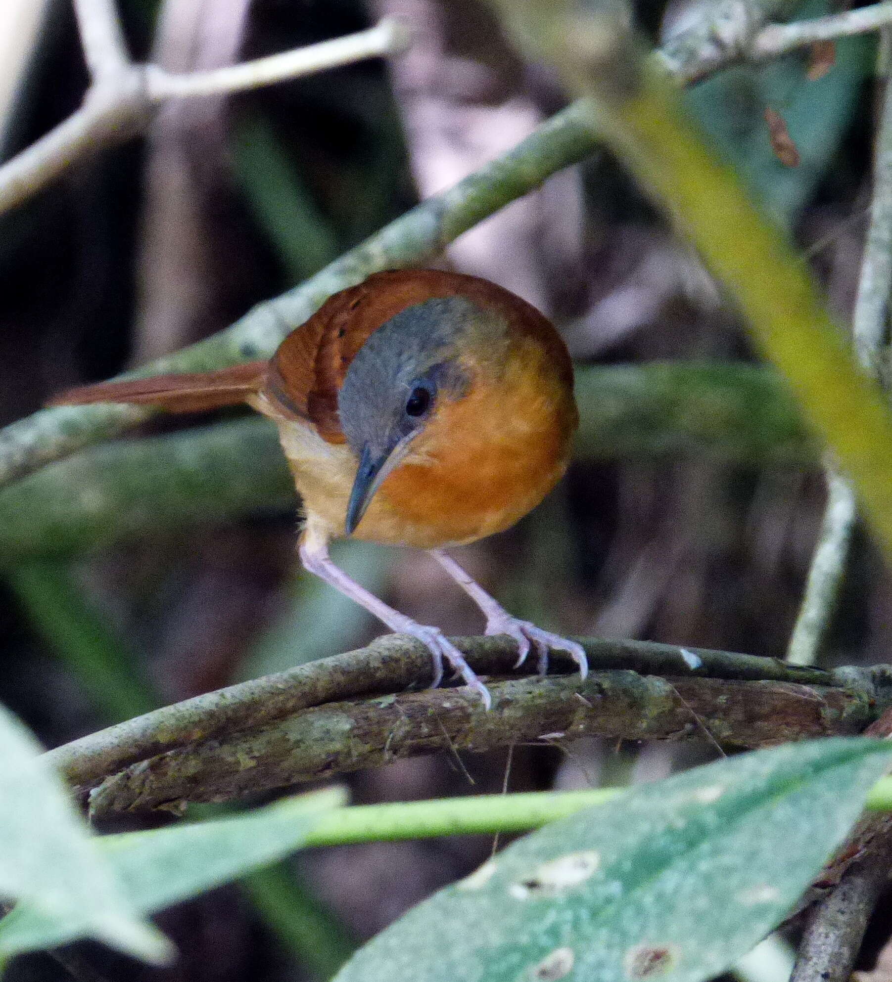 Image of White-bellied Antbird