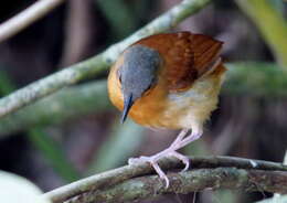 Image of White-bellied Antbird