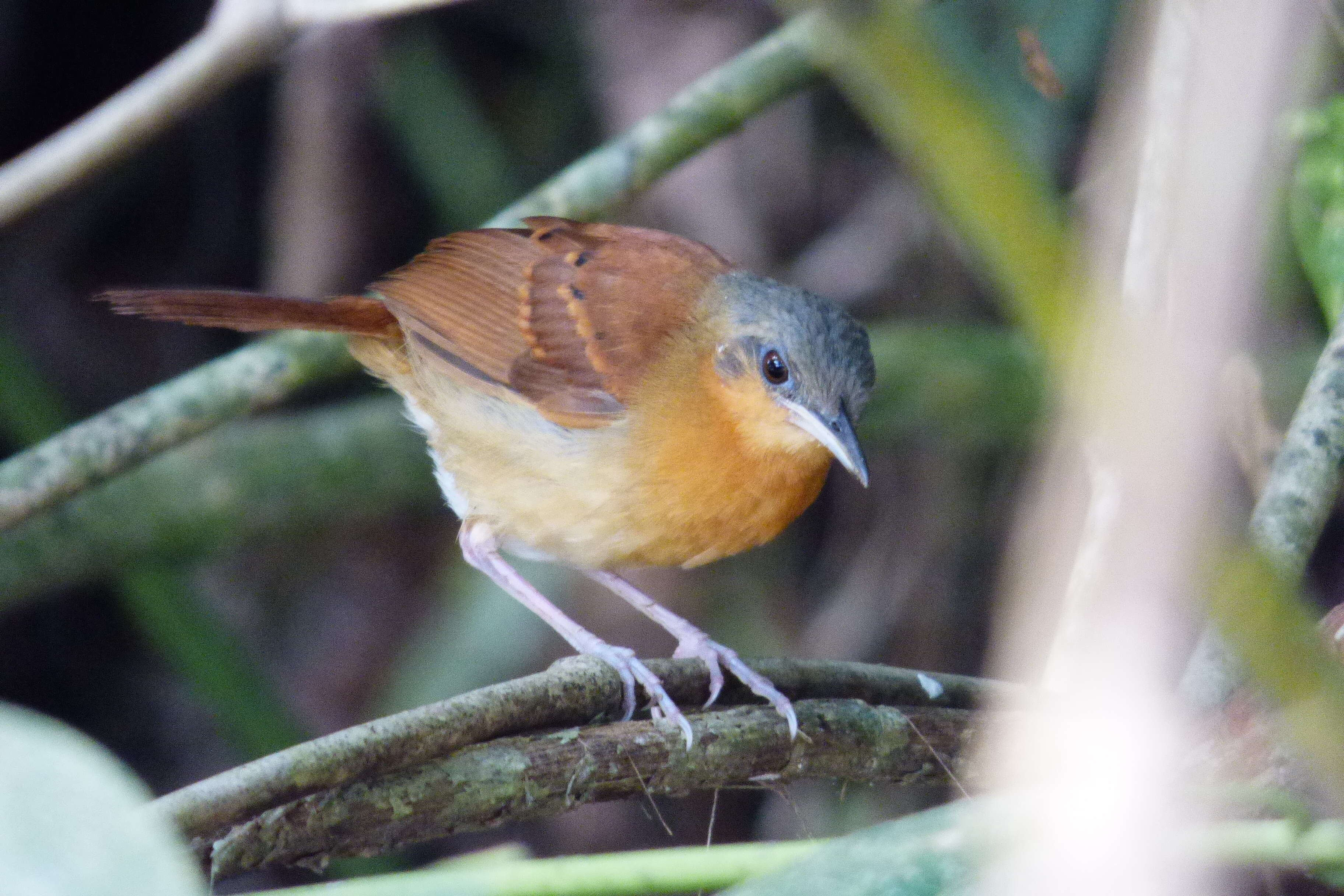 Image of White-bellied Antbird