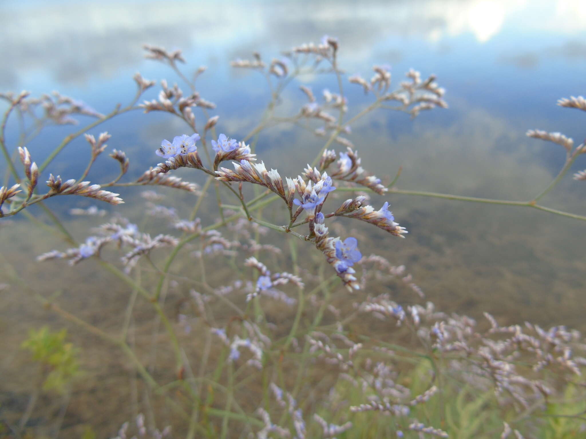 Imagem de Limonium brevipetiolatum R. Artelari & M. Erben