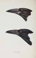 Imagem de Strepera fuliginosa (Gould 1837)