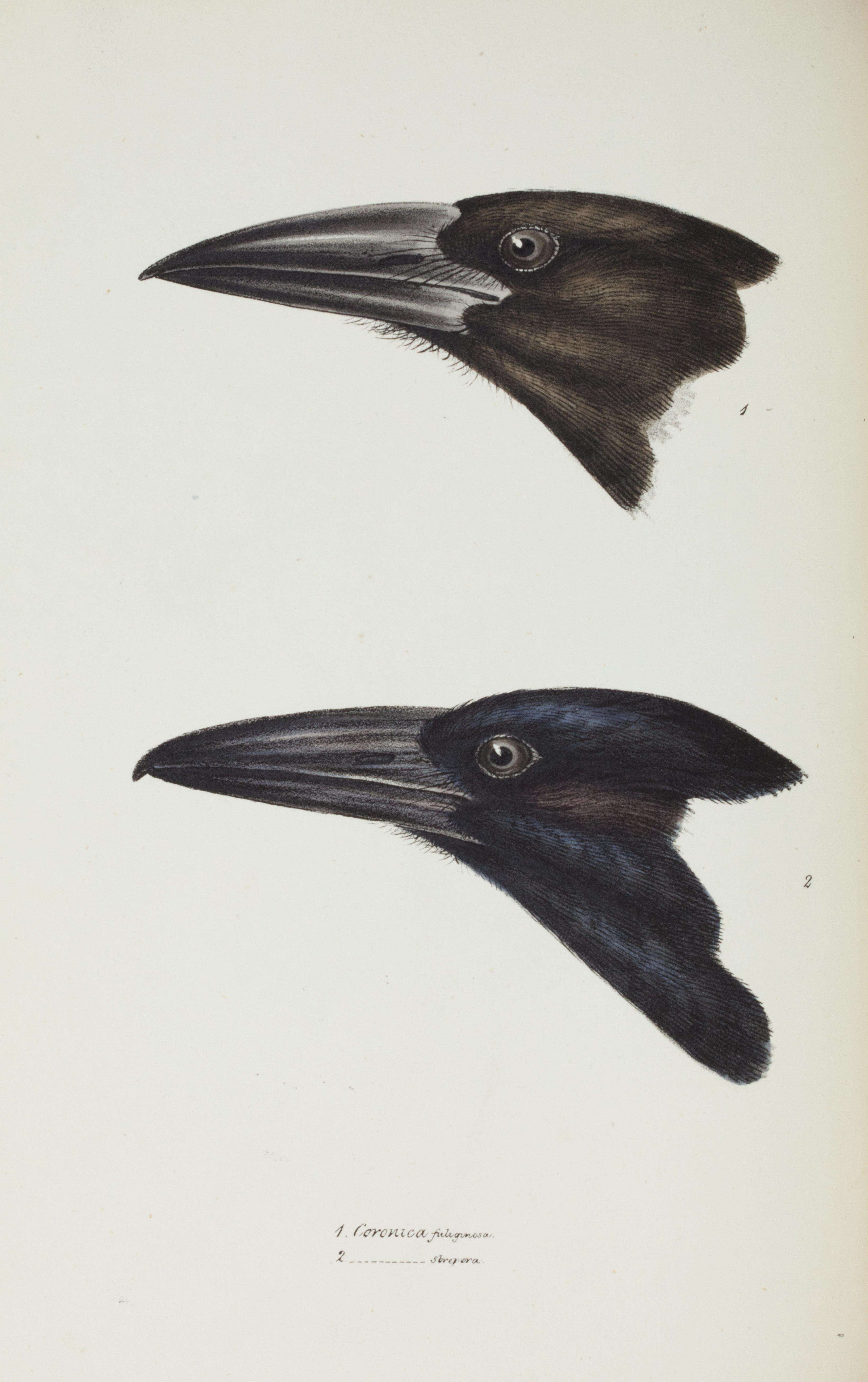 Image of Black Currawong