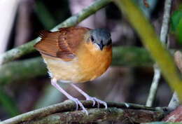 Image of White-bellied Antbird