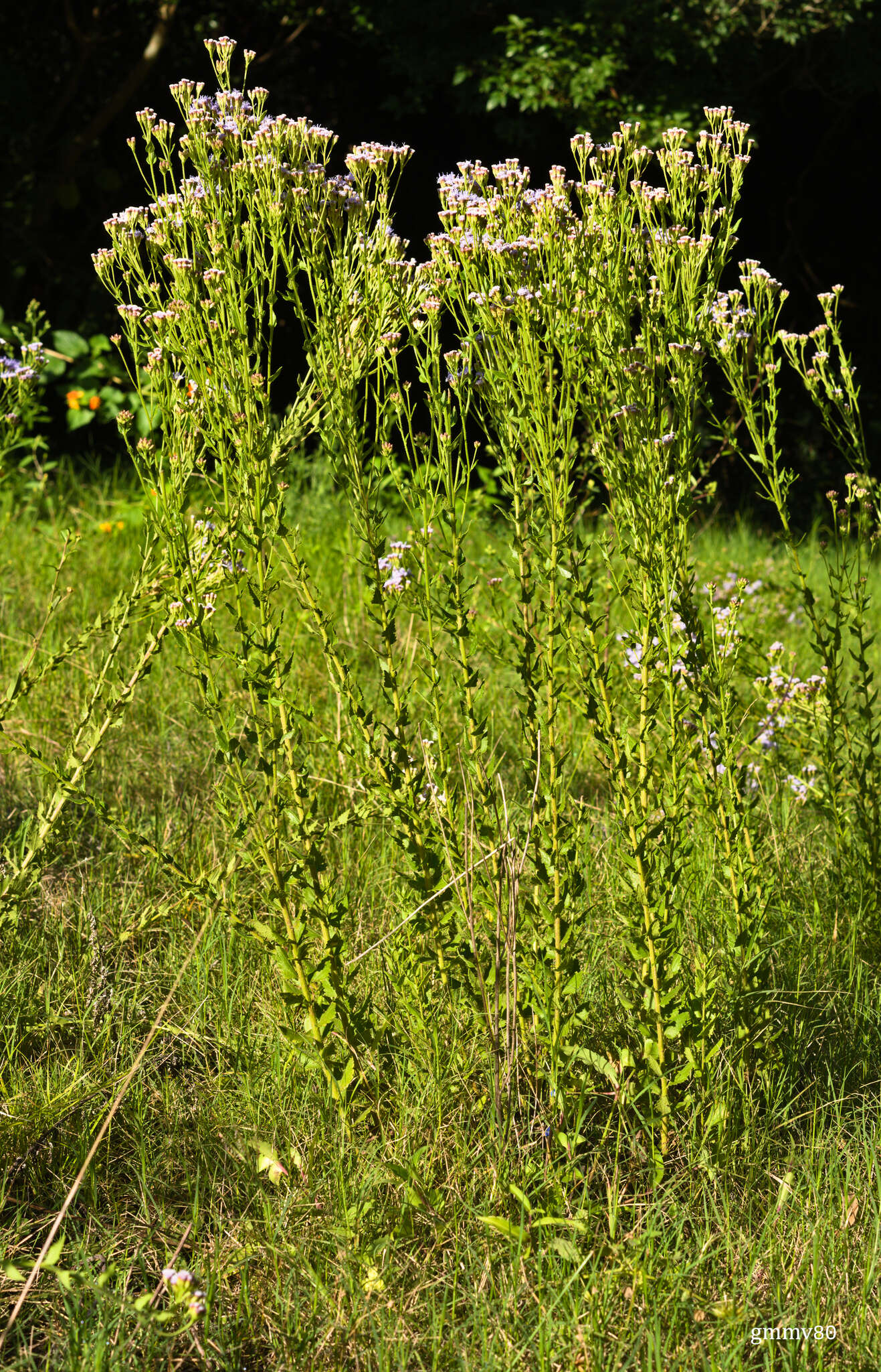 Image of Chromolaena hirsuta (Hook. & Arn.) R. King & H. Rob.