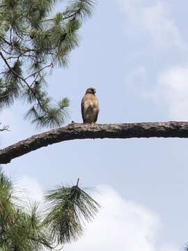 Image of Buteo lineatus alleni Ridgway 1885