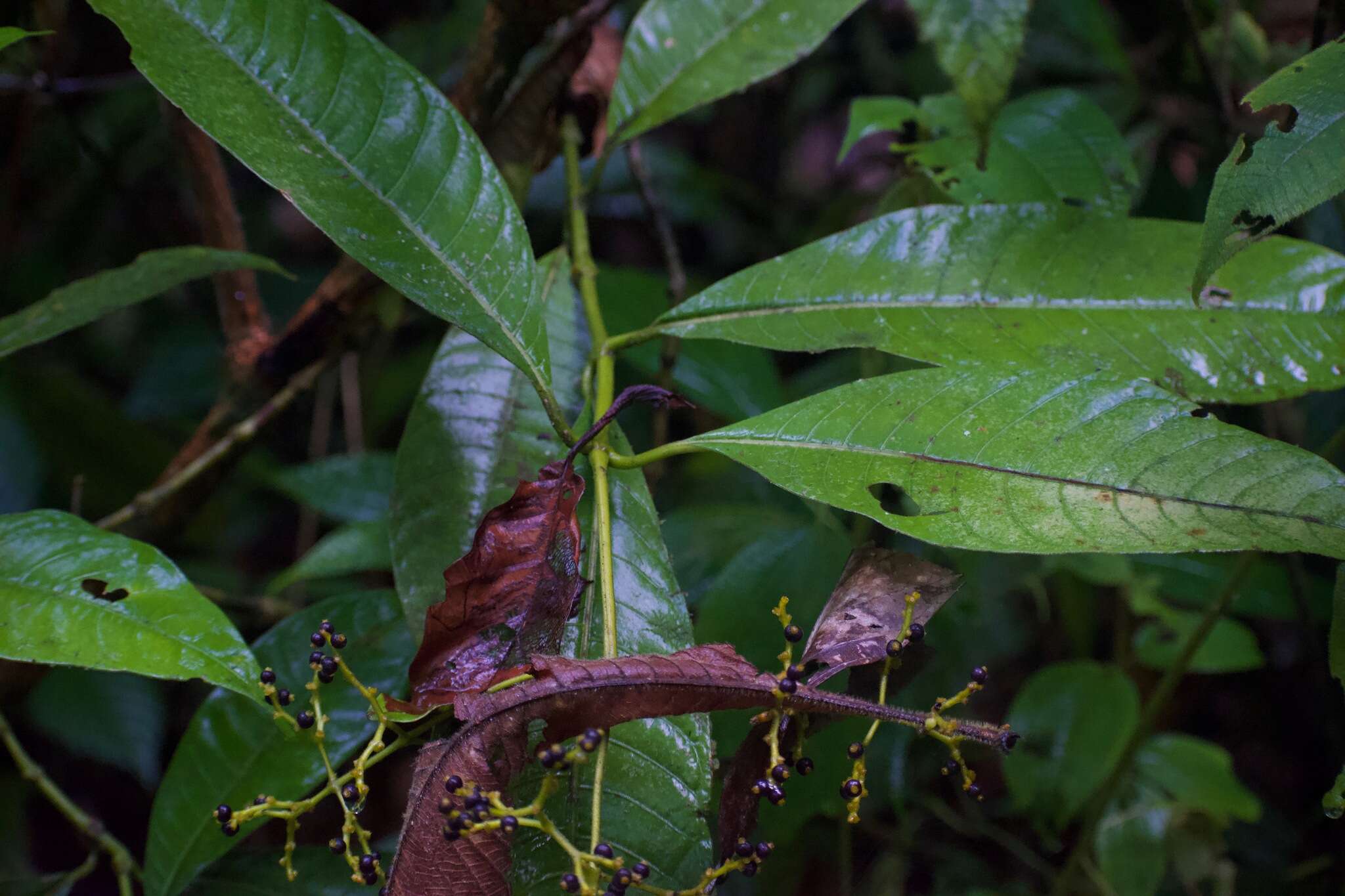 Image of Palicourea solitudinum (Standl.) Borhidi