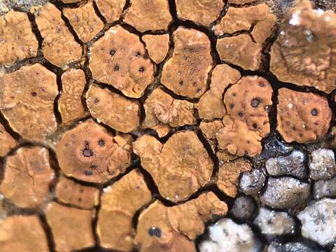 Image of cracked lichen