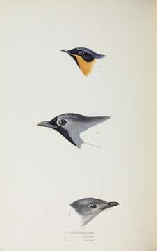 Image of Spectacled Monarch