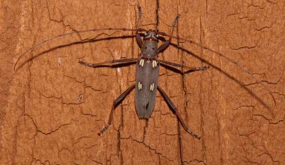 Image of Eburia distincta Haldeman 1848