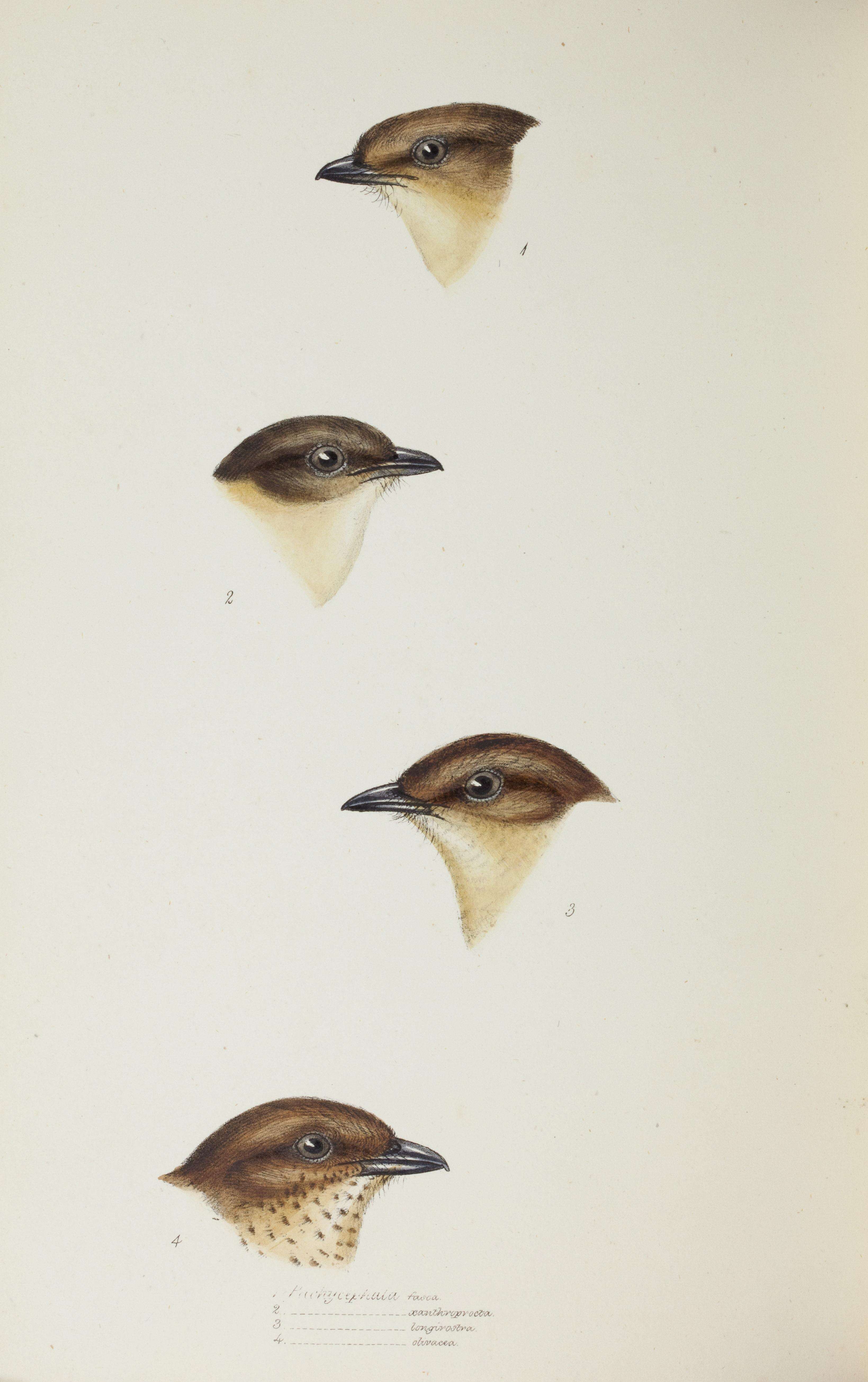 Image de Pachycephala pectoralis xanthoprocta Gould 1838