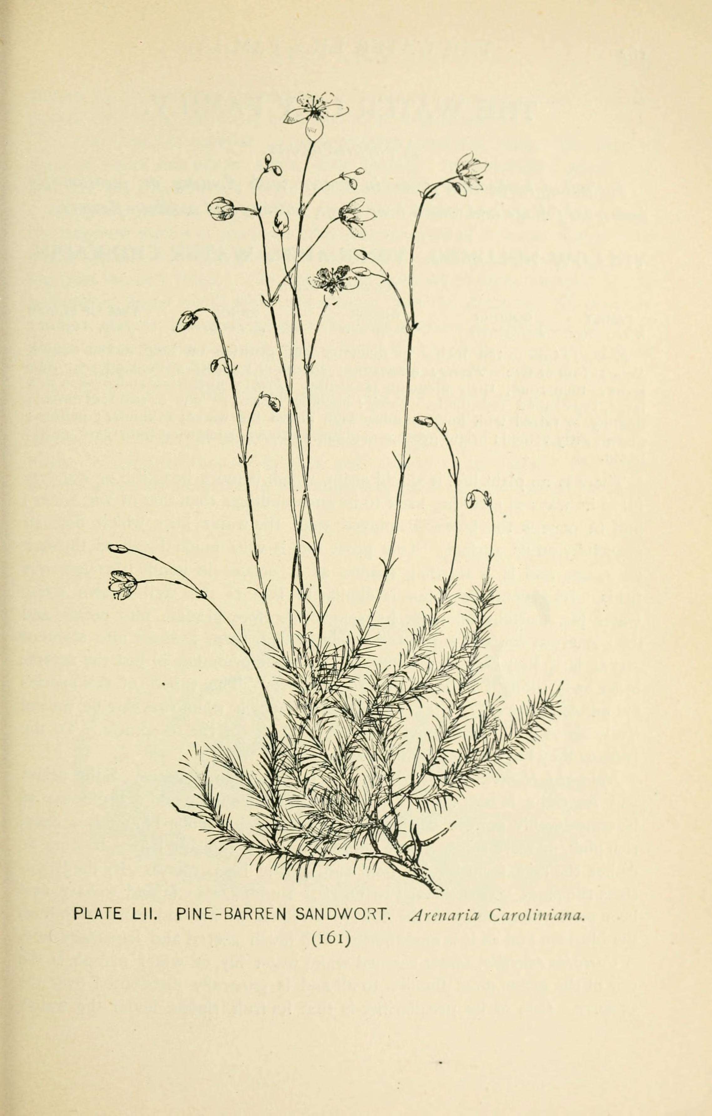 Image of stitchwort