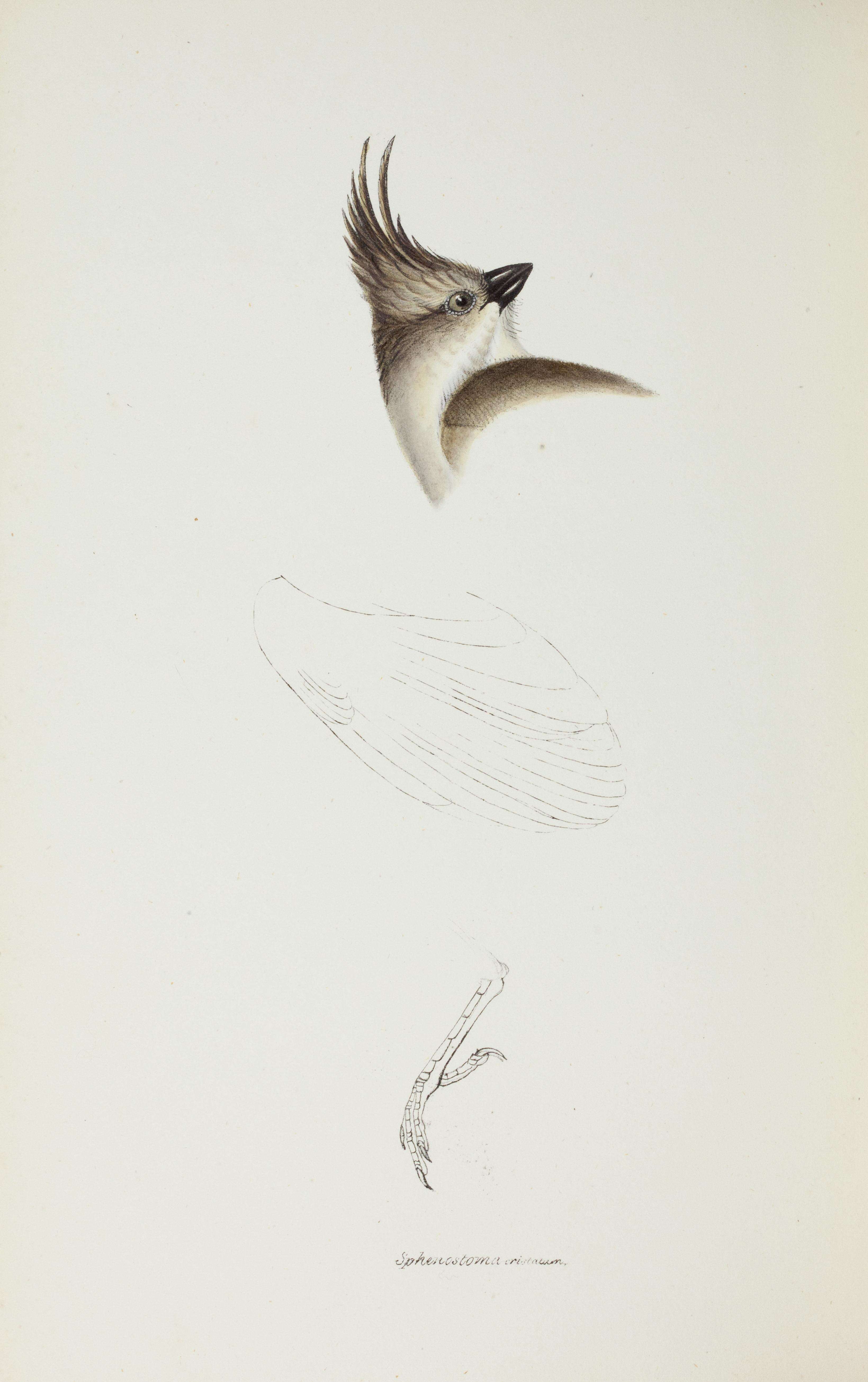 Image of Chirruping Wedgebill