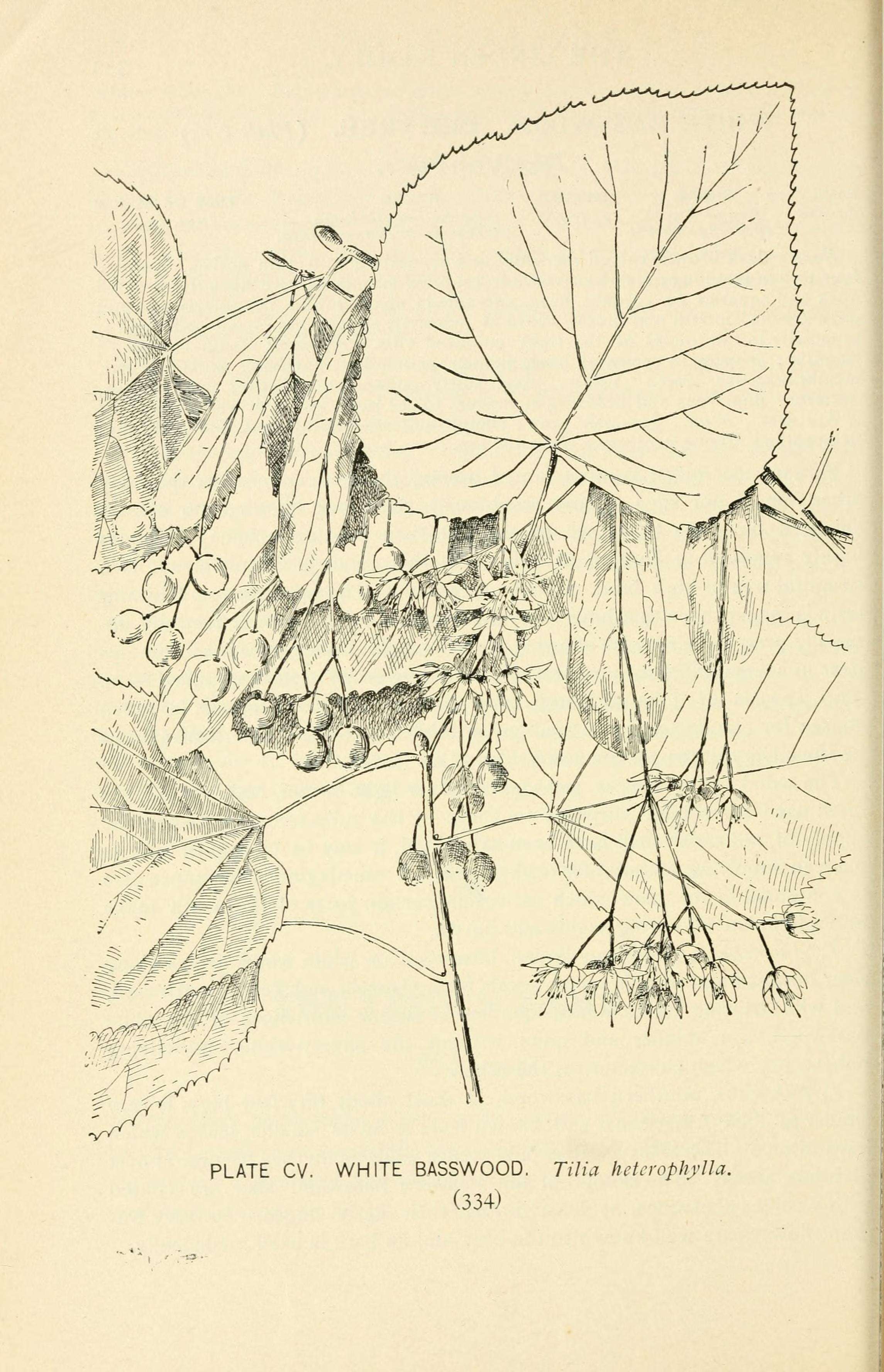 Слика од Tilia americana var. heterophylla (Vent.) Loudon
