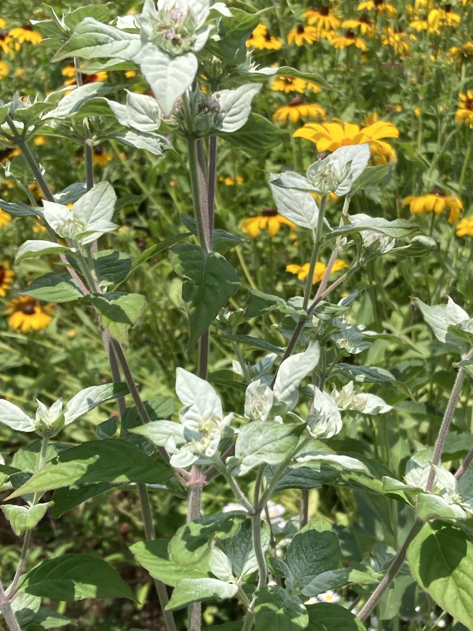 Image de Pycnanthemum loomisii Nutt.