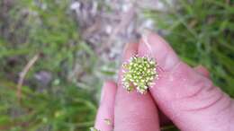 Image of field pepperweed