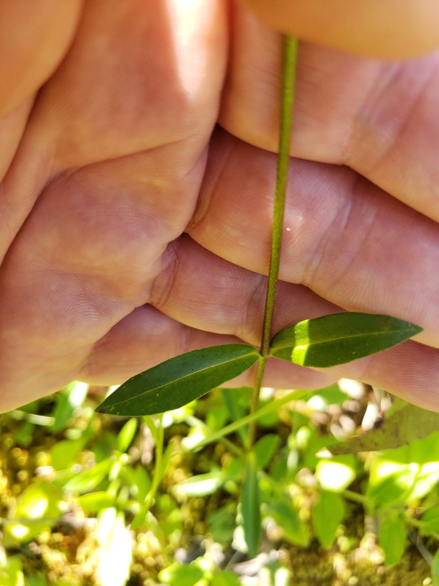 Image of Alabama phlox