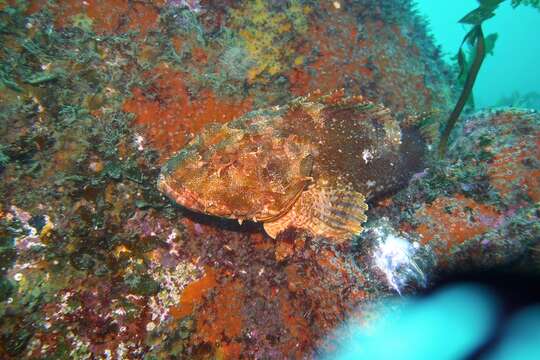 Image of Red scorpionfish