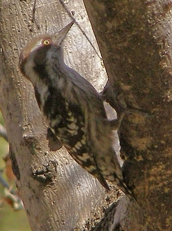 Image of Brown-capped Pygmy Woodpecker