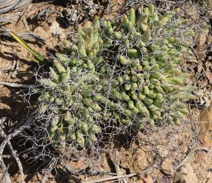 Image de Tylecodon reticulatus (L. fil.) H. Tölken