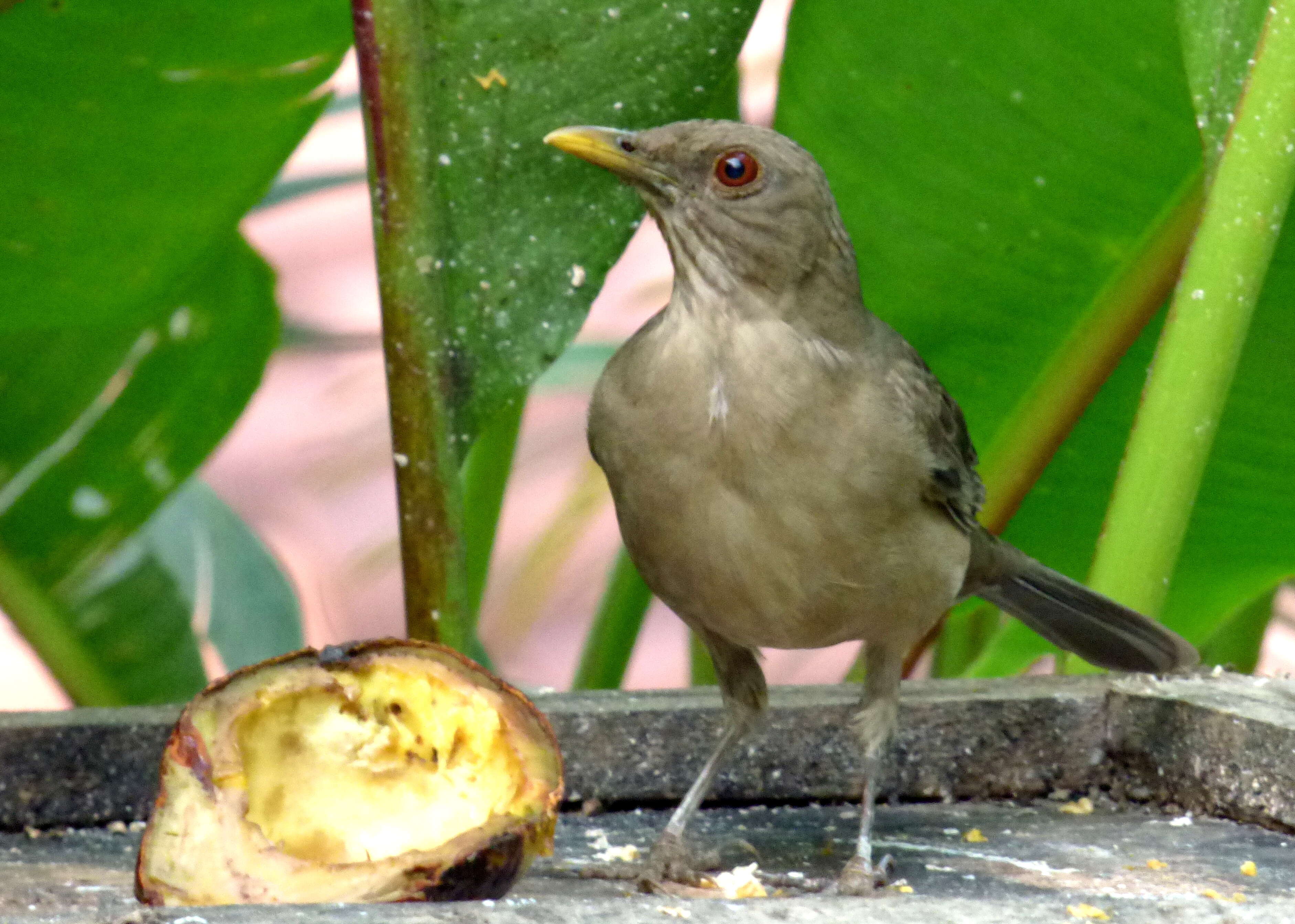 Image of Clay-colored Robin