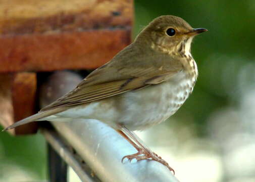 Image of Swainson's Thrush