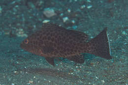 Epinephelus areolatus (Forsskål 1775) resmi