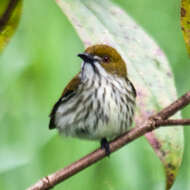 Image of Yellow-vented Flowerpecker