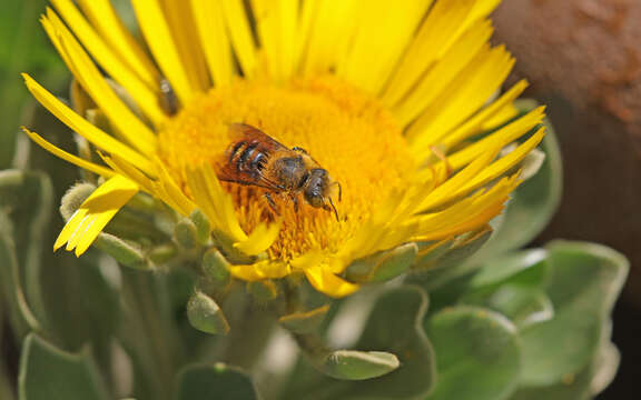 Image of Osmia cinnabarina Pérez 1895