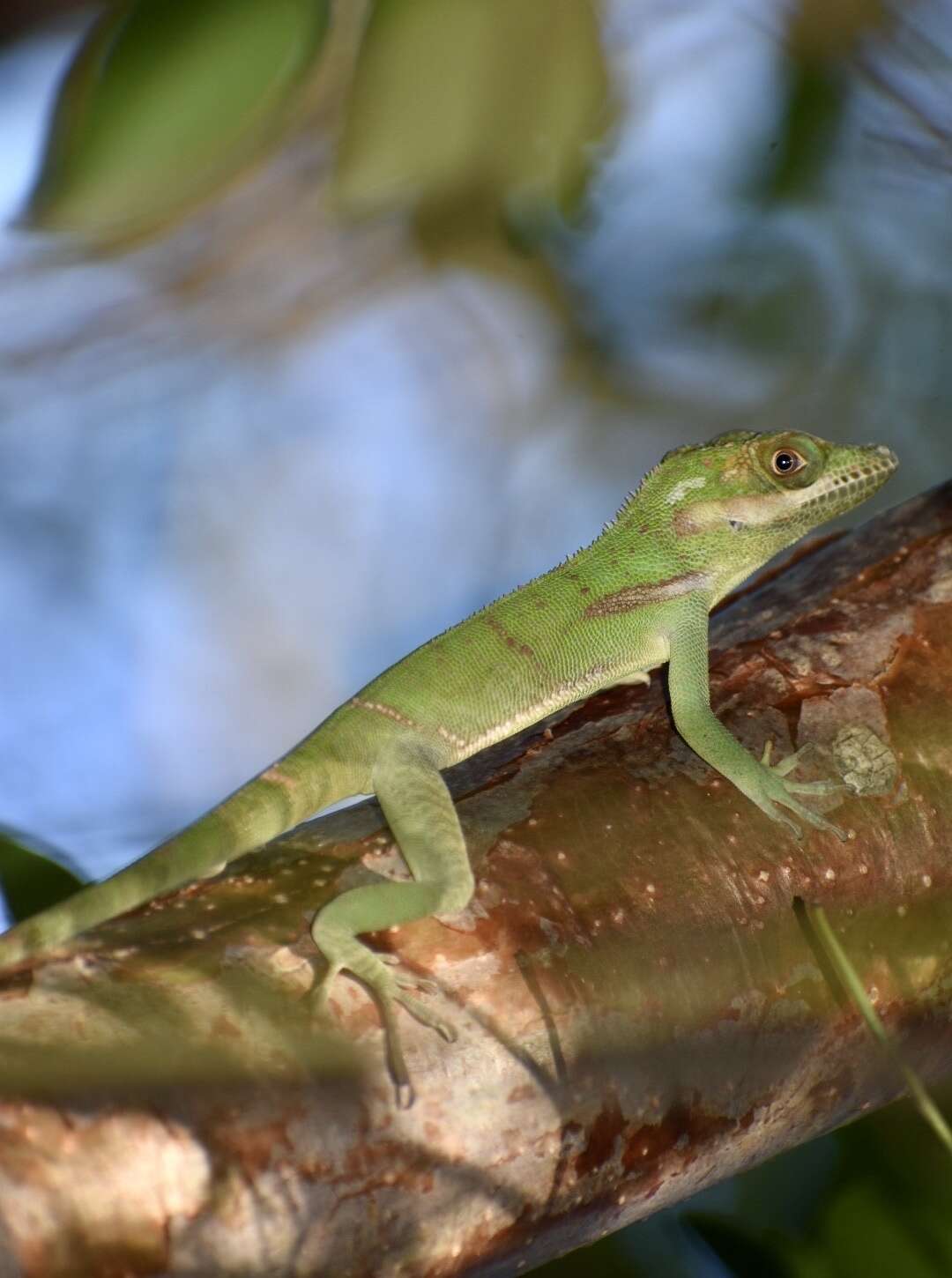 Слика од Anolis noblei Barbour & Shreve 1935