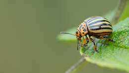 Image of Colorado potato beetle