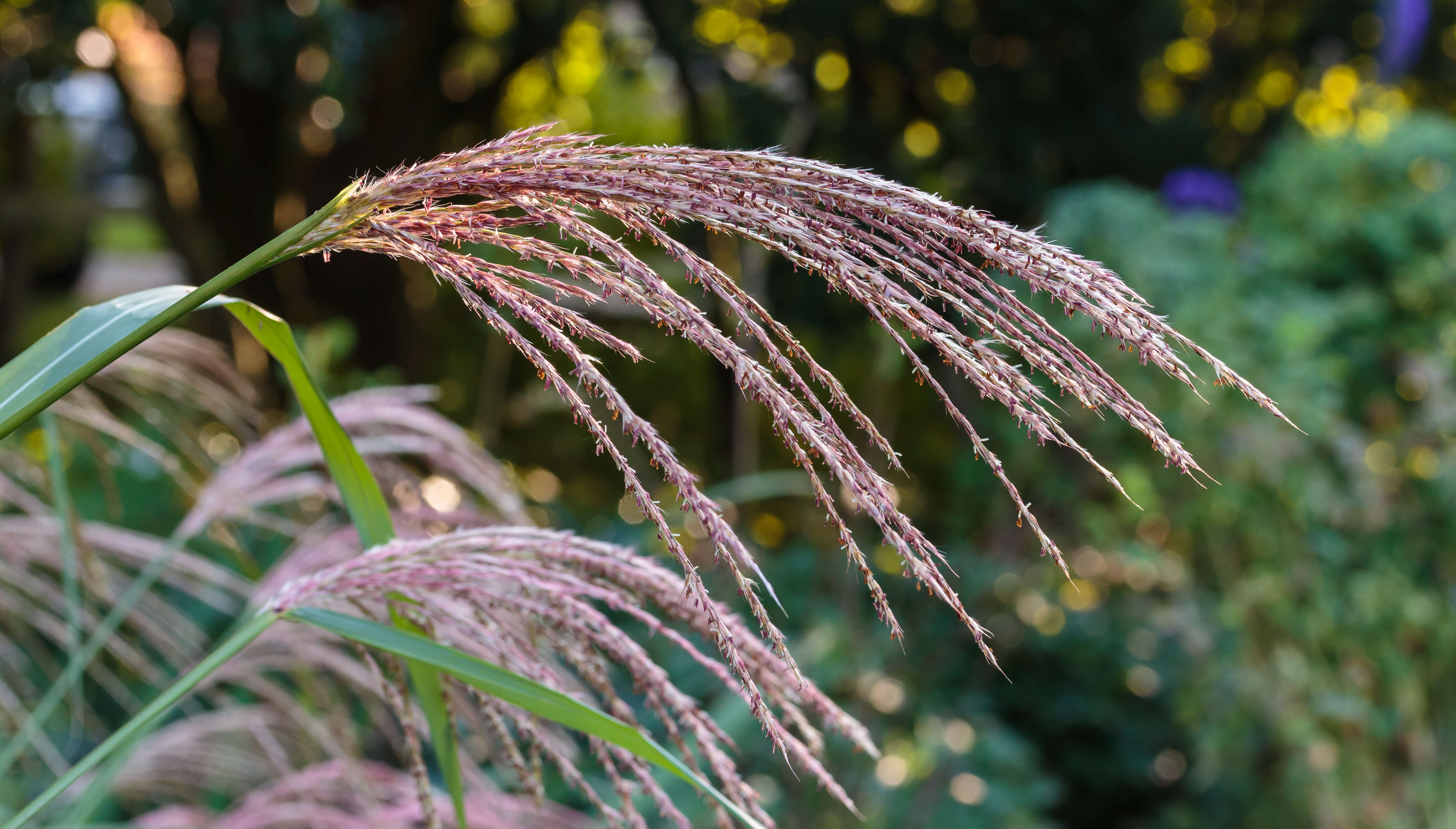 Imagem de Miscanthus sinensis Andersson