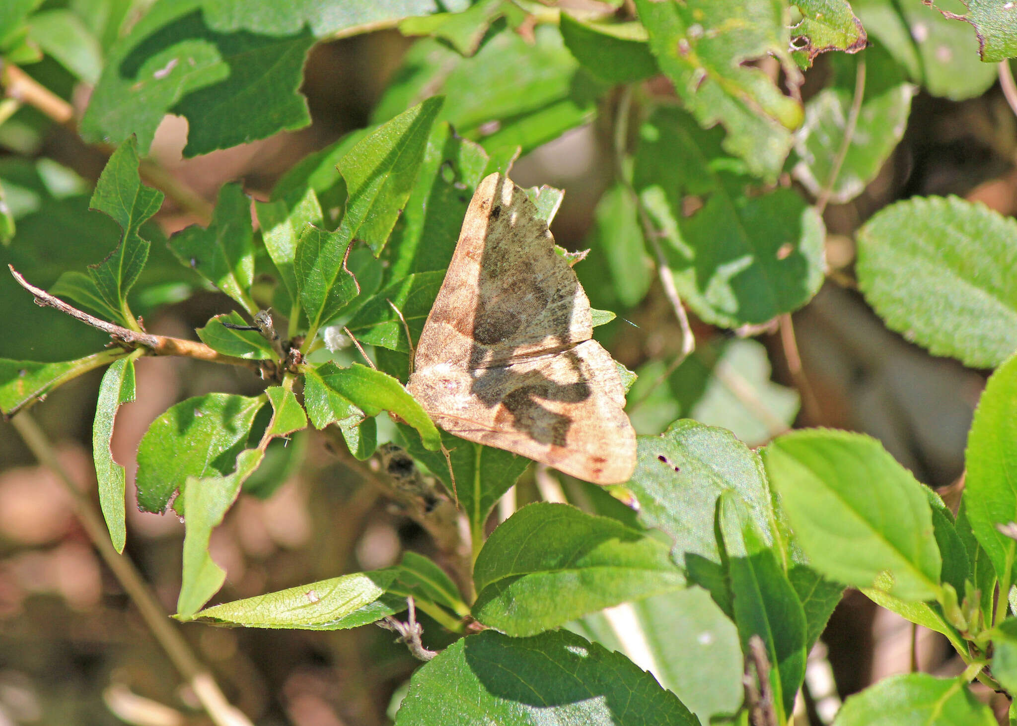 Image of Clover Looper, Range Grass-moth