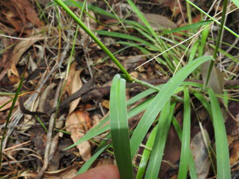 صورة Digitaria breviglumis (Domin) Henrard