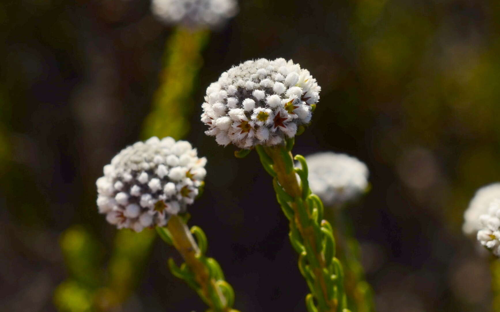 Image of Phylica selaginoides Sond.