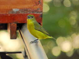 Image of Thick-billed Euphonia