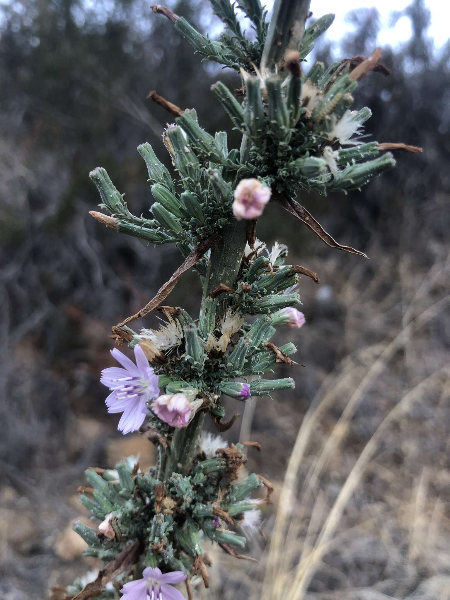 صورة Stephanomeria virgata subsp. virgata