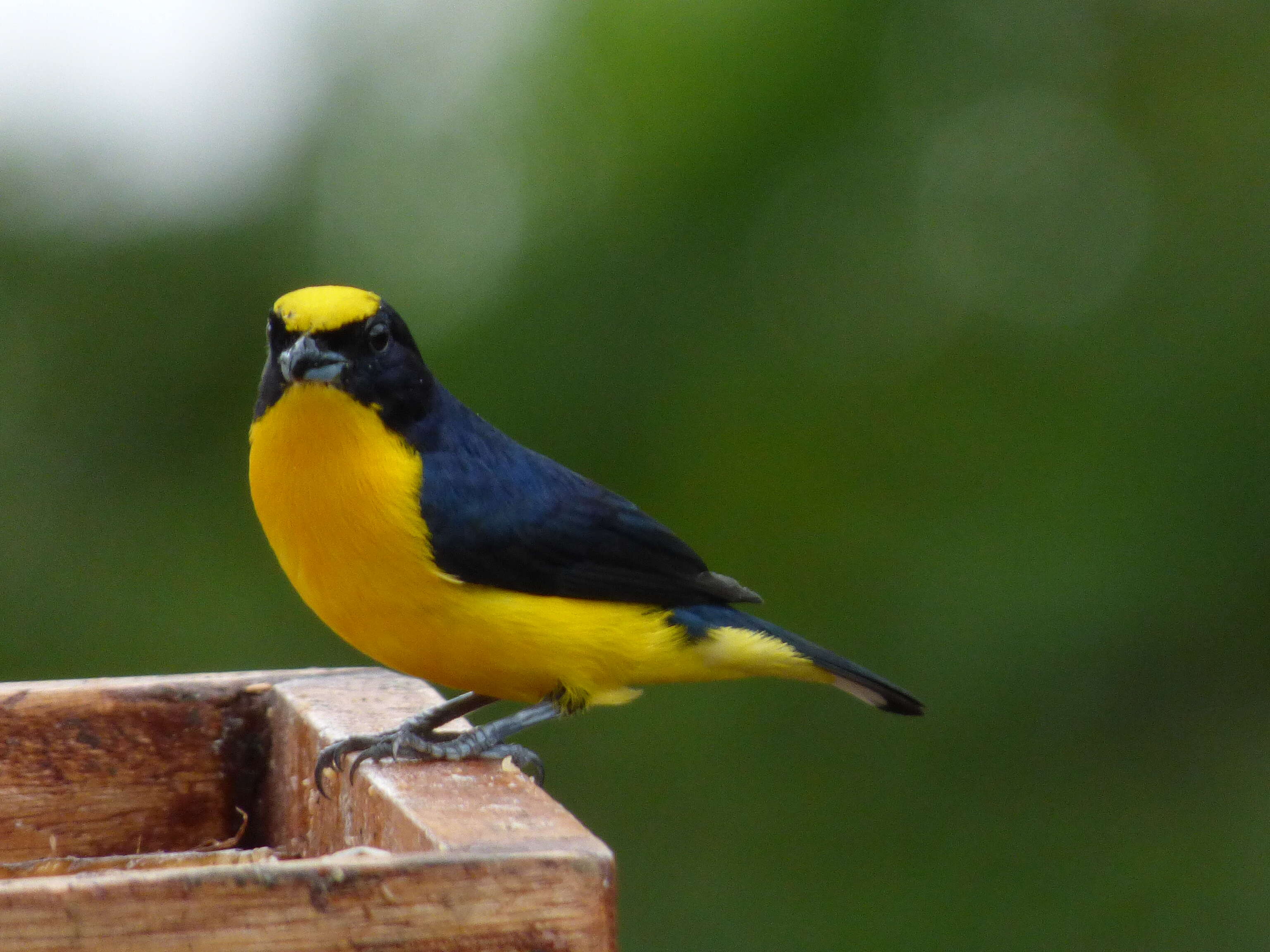 Image of Thick-billed Euphonia