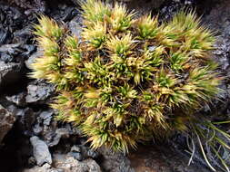 Image of Colobanthus buchananii T. Kirk