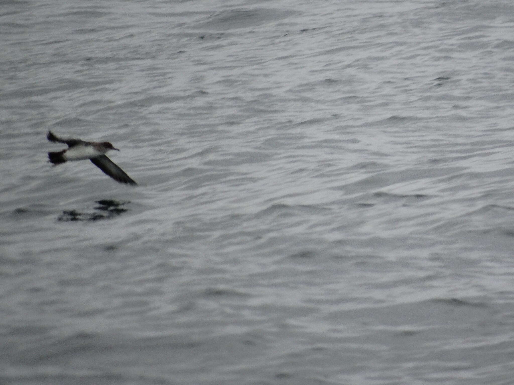 Image of Black-vented Shearwater