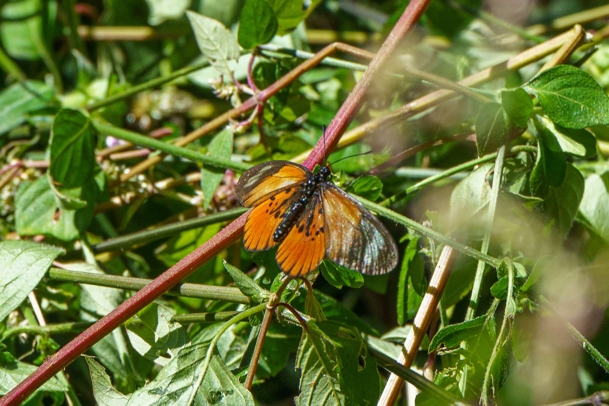 Image of Acraea conradti Oberthür 1893