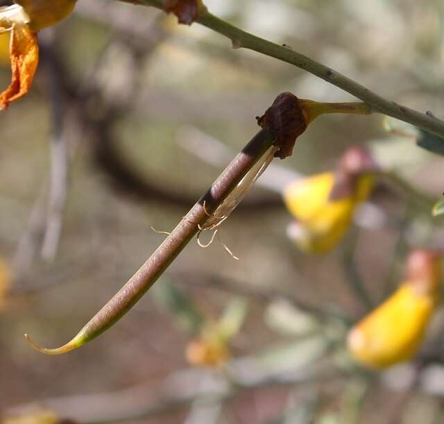 Image of <i>Calobota cytisoides</i>